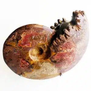 AMMONITE FOSSILISÉE opalisée - 806 grs - Pièce ornementale