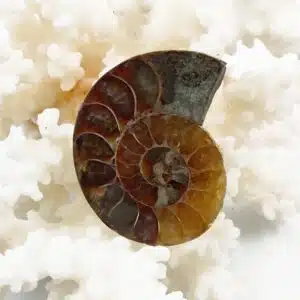 AMMONITE FOSSILISÉE opalisée - Jolie tranche de 3,5 cm