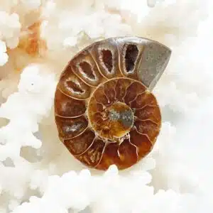 AMMONITE FOSSILISÉE opalisée - Jolie tranche de 3,5 cm
