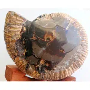 AMMONITE FOSSILISEE avec des inclusions de Septaria - 2500 grs - Pièce ornementale