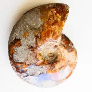 AMMONITE FOSSILISÉE opalisée - 324grs - Pièce ornementale