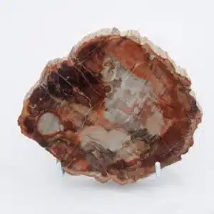 BOIS FOSSILISE de Madagascar - Plaque polie de 430 grs