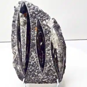 ORTHOCERAS - Jolie plaque de 22 cm et 1.45 kg