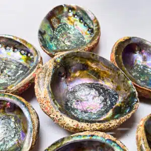 ABALONE (ORMEAU)- Incroyables coquillages de 16 cm